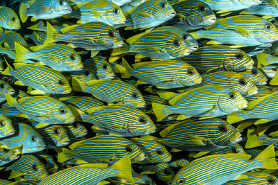 Full frame shot of firewood