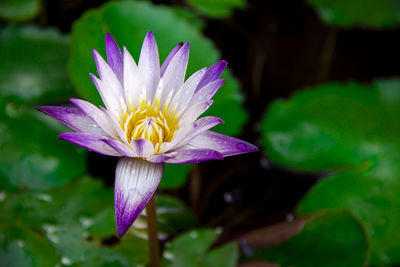 Close-up of lotus water lily in pond