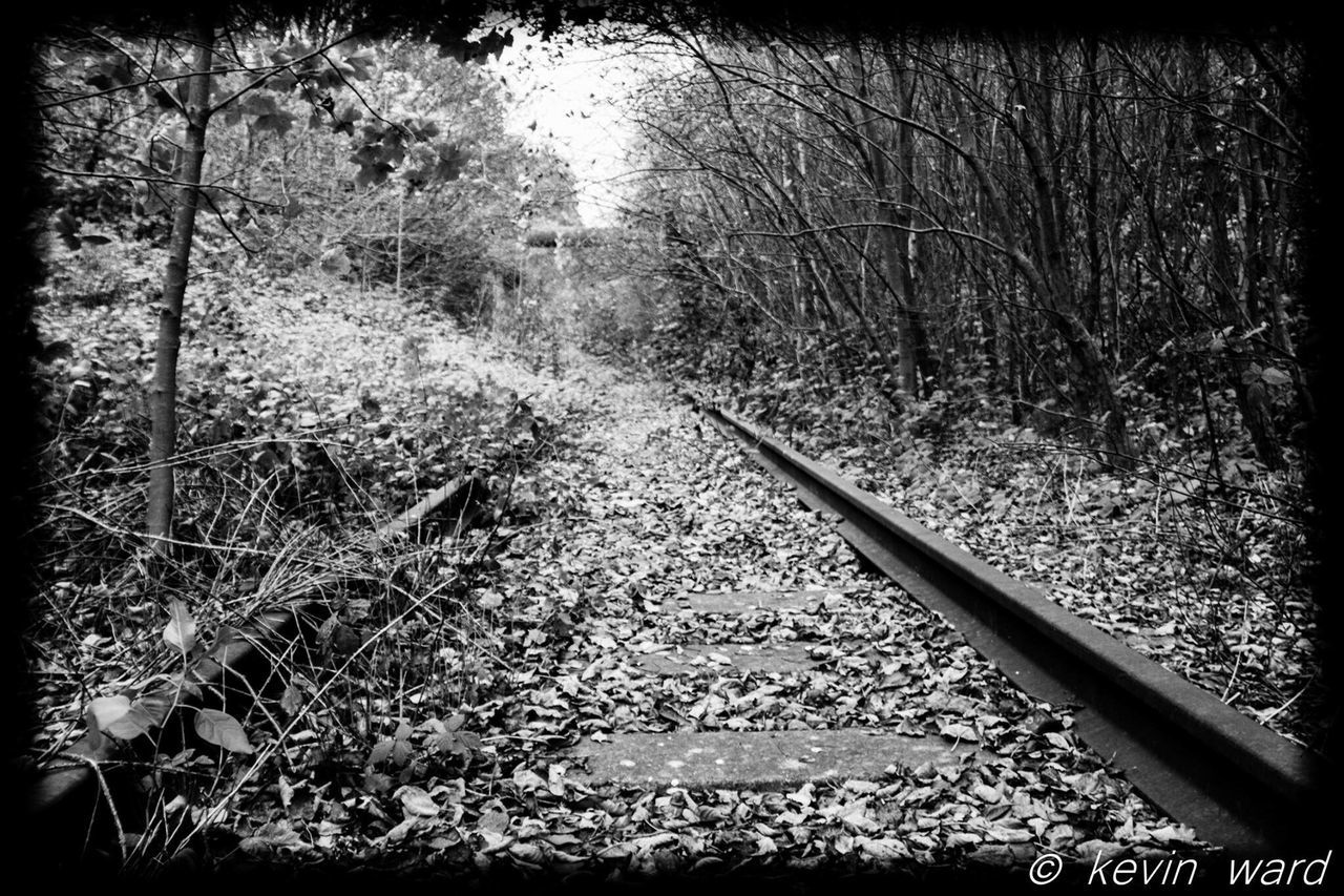 tree, transfer print, transportation, auto post production filter, growth, plant, railroad track, nature, branch, forest, day, no people, tranquility, high angle view, outdoors, railing, glass - material, the way forward, sunlight, clear sky