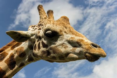 Low angle view of giraffe against clear sky