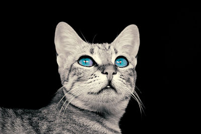 Close-up portrait of cat