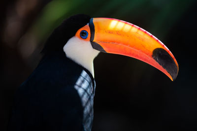 toucan