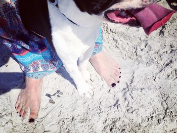 Low section of woman standing with dog on sand at beach during sunny day