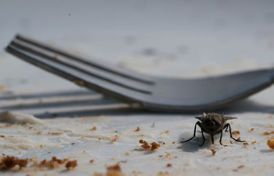 Close-up of fly on table