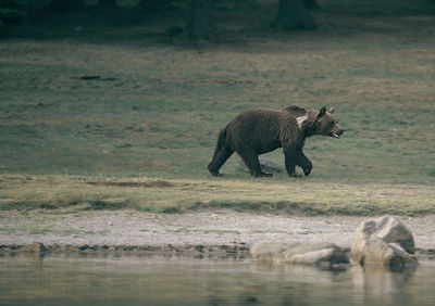 Bear walking at lakeshore