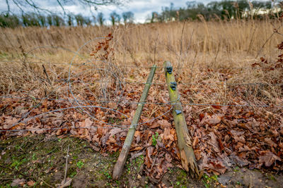 Dry plants on field