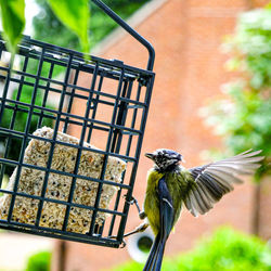 Close-up of a bird flying