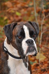 Close-up portrait of dog