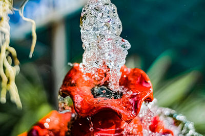 Close-up of red berries on water