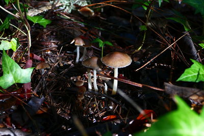 High angle view of mushrooms growing on plant