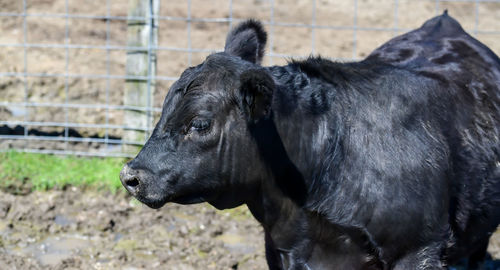 Farm animal in livestock pen
