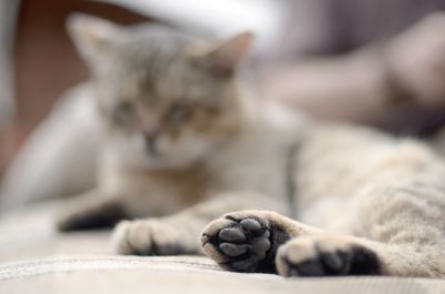 Close-up of a cat sleeping