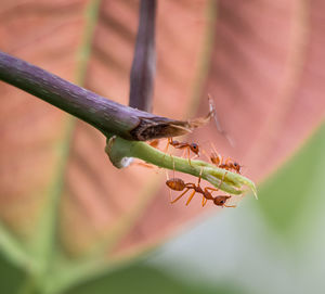 Close-up of insect on leaf