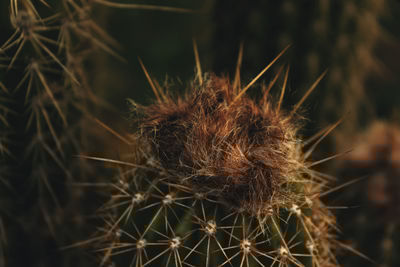 thorns, spines, and prickles
