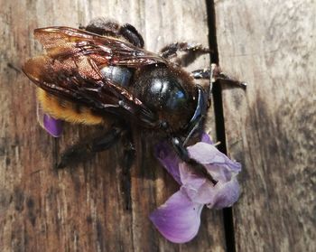 Close-up of insect on wood