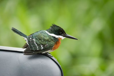 Close-up of ringed kingfisher