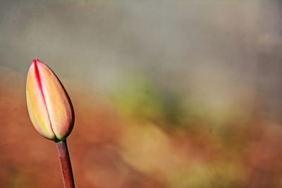 Close-up of flower against blurred background