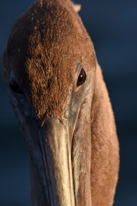 Close-up of a bird