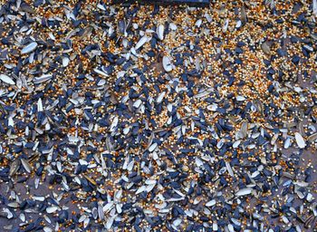 High angle view of shells on beach