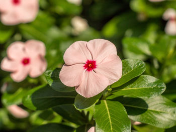 Close-up of pink flowers growing on plant