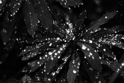 Close-up of wet plant during rainy season