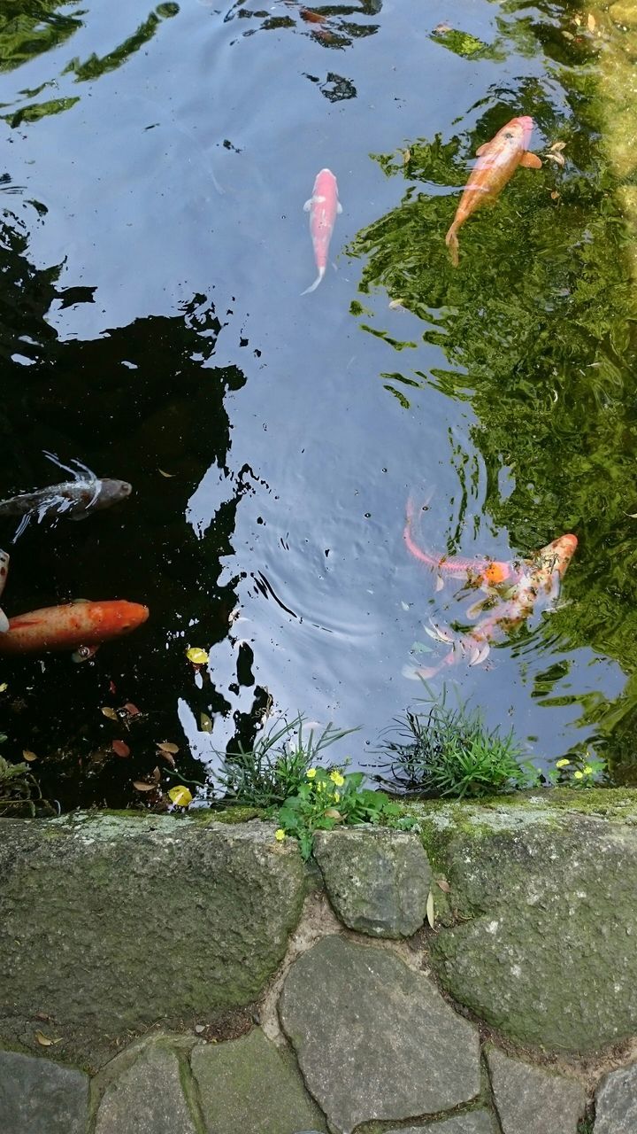 water, animals in the wild, animal themes, swimming, wildlife, fish, pond, underwater, high angle view, reflection, sea life, nature, bird, lake, transparent, medium group of animals, one animal