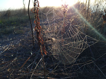 Close-up of spider web on tree