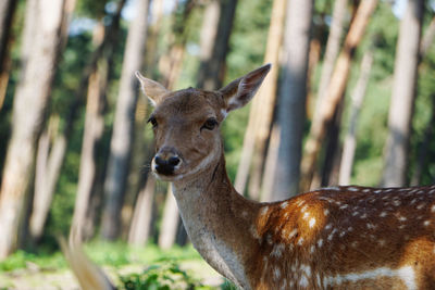 Portrait of deer