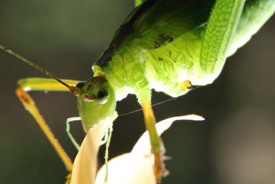 Close-up of insect on leaf