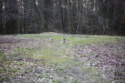 View of dog on field in forest