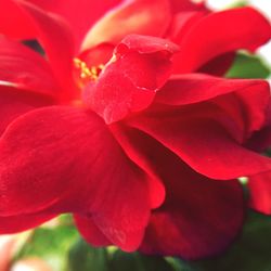 Close-up of red flower blooming outdoors