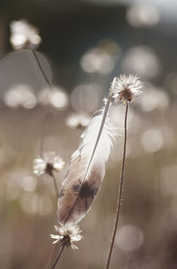 Close-up of white flowering plant