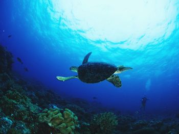 Hawksbill sea turtle