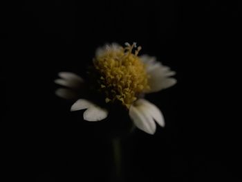 Close-up of flower against black background