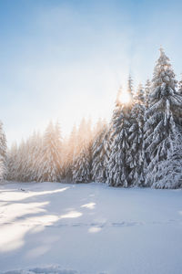 Trees on snow covered field against sky during winter