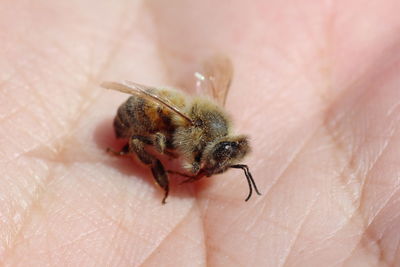 Close-up of insect on hand