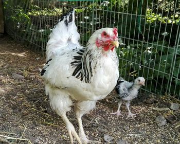 Close-up of rooster