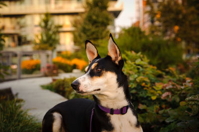 Dog looking away in garden during sunset