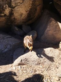 High angle view of lizard on rock