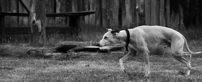 Dog on field