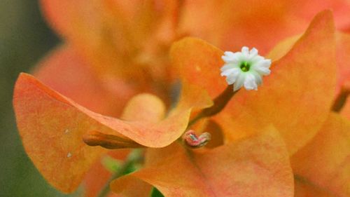 Close-up of flower blooming outdoors