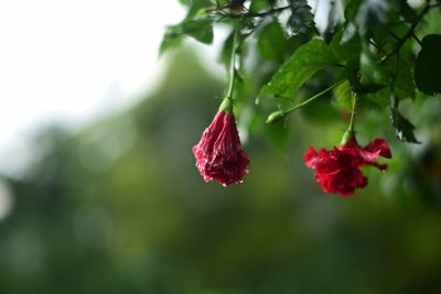 Close-up of pink flowers