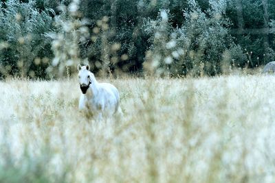 Portrait of horse standing by plants