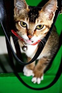 Close-up portrait of cat