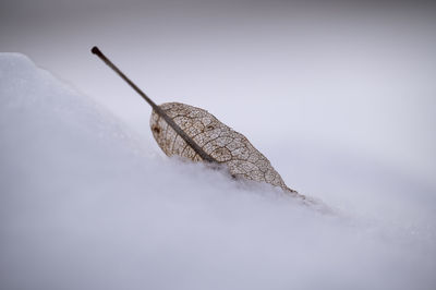 Close-up of insect on snow