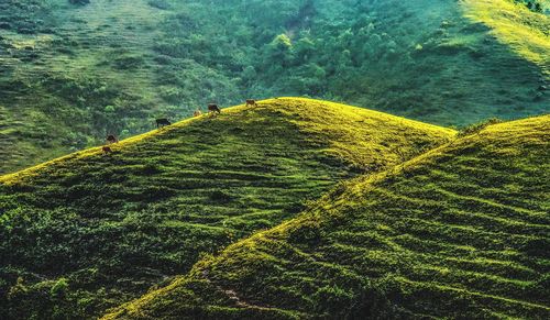 High angle view of trees on land