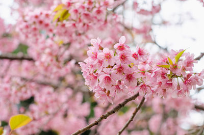 Close-up of pink cherry blossom