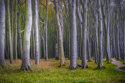 View of trees in forest