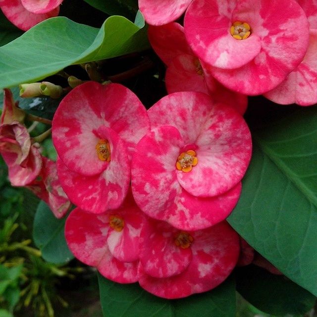 CLOSE-UP OF PINK FLOWERS
