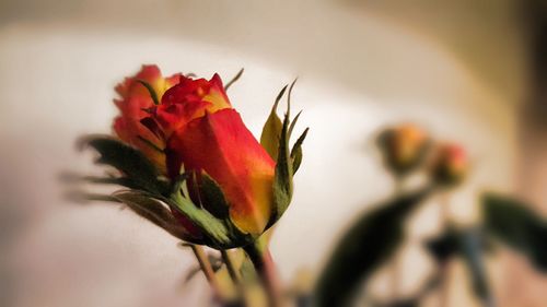 Close-up of red flower